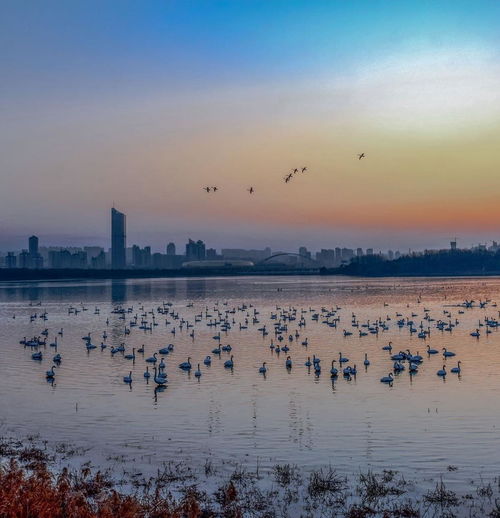 三门峡市天鹅湖城市湿地公园